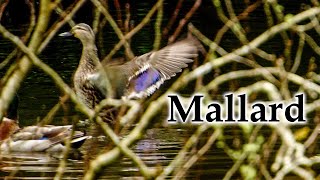 Autumn Mallard Ducks Bath Time #4k #birds #birdsong #mallard #duck