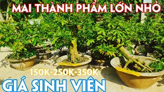 24/05. Mai Ghép Siêu Bông, Cúc Các Loại Giá Sinh Viên. ☎Trang 0971.118.064