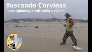 Pesca de Corvina a Spinning con Señuelo. V Región Chile. ビーチフィッシング