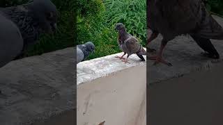 pigeon  point #two pigeon #short video# lovely birds