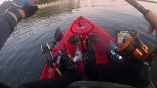 long island sound kayak fishing - 9_21_2019 blue fish