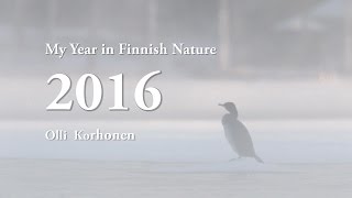 My Year 2016 in Beautiful Finnish Nature - Mon Année  2016 dans la Belle Nature de Finlande