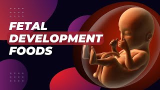 Fetal Development Foods | First Trimester | Second Trimester | Third Trimester