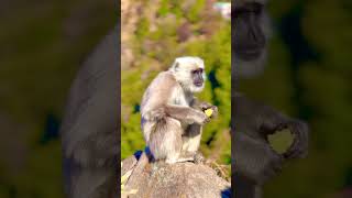 Bandar mama pahan paizama#banda #monkey #viral #trending #trendingshorts