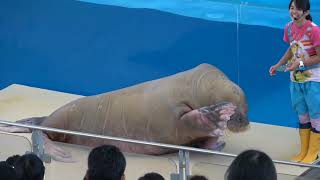 ENJOY THE FANTASTIC SHOW OF THE SEA ELEPHANT.