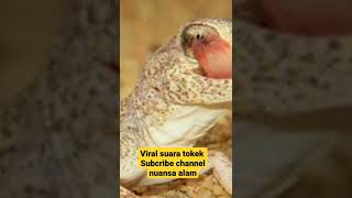 suara Tokek viral