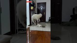 #funny Sheep play with cat