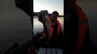 Судак на дорожку #рыбалка #fishing #ловим