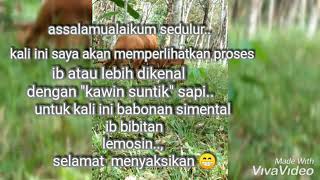 Proses IB "Kawin suntik" sapi simental