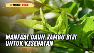 MANFAAT DAUN JAMBU BIJI UNTUK KESEHATAN | MANFAAT TERKINI #jambu #kesehatan