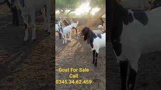 Goat For Sale Qurbani 2024 Aamir Goat Farm