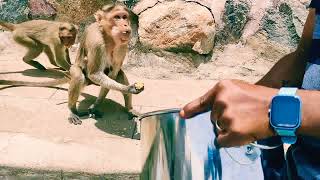 🐒❤️Feeding 🐒the 💛Monkeys🐒 Only💙 Makes them 🤍Come Back For More🌾