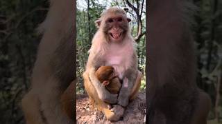 monkey dance new video 😄😄 in 🐒🐒 #funny#shorts #shortsfeed  #cute #viralvideo