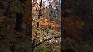 Autumn Leaf | Nature Enthusiast | #shorts #asmr #oddlysatisfying