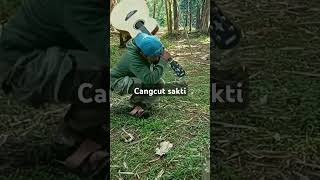 cuplikan cangcut sakti