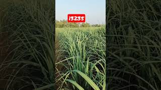 13235 sugarcane good variety