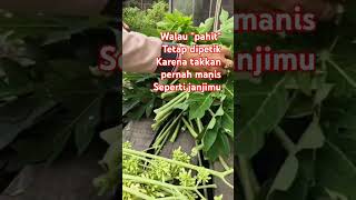 SUNGGUH ANEH !! PAHIT TAPI DIPETIK PANEN DAUN PEPAYA KARENA BANYAK MANFAAT