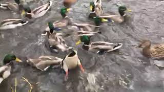 Duck walk family