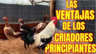 LAS VENTAJAS DE LOS CRIADORES PRINCIPIANTES......