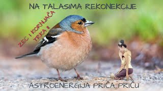 ZEC I KORNJAČA -TRKA II - na talasima Rekonekcije, Astroenergija priča