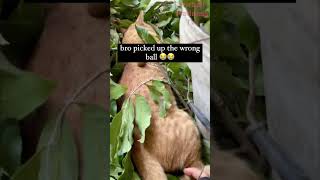 Funny Animals Videos 🤣 | Ep. 509 #shorts #viral #funny