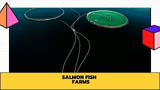 Salmon fish farms || Salmon fish