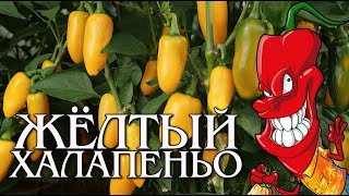 Жёлтый перец Халапеньо - красивый, жгуЧий, урожайный!