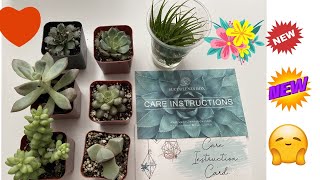 Succulent Subscription Box (It’s The Cutest 😊)