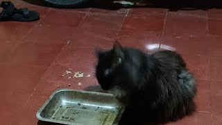 kucing babon adopsi kucing Persia