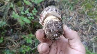 boletus pinicolas 20-8-2022 y más tarde me cene alguno 🙂🙂🙂🍄🍄🍄🍄