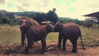 "Elephants Roaming Free: Mud Baths & River Play at Elephant Retreat"