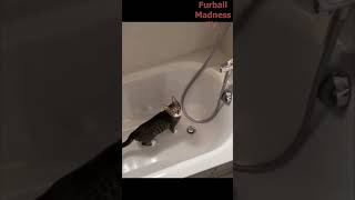 Funny Animals Videos 🤣 | Ep. 417 #shorts #viral #funny