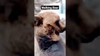 walking bear #animals