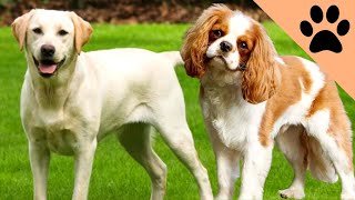 Top 10 friendliest dog breeds