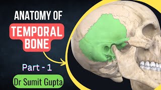 Temporal bone Part 1 || Side determination, features, landmarks and Osteology