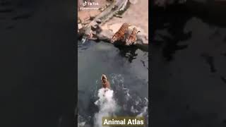 Tiger Swimming | When tigers don't want to take bath but the owner want| Fun with Tigers #shorts