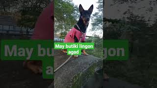 Skye may butiki lingon agad #dog #doglover #shortvideo #viral