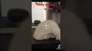 Реакция на лучшие приколы 2023 - funny videos - funny