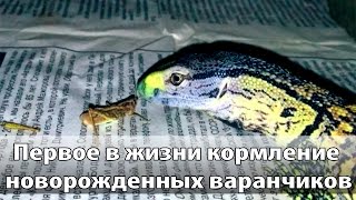 Первое кормление новорожденных варанчиков))