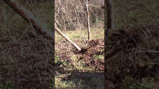 Removing trees with the Titan Stump Bucket on the Kubota tractor