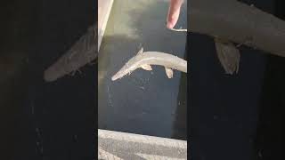 Doubled up on gar!!! Shortnose & long nose gar releases