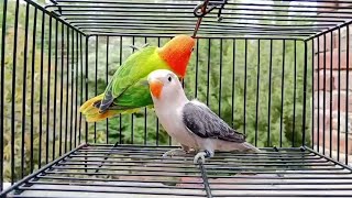 Quality Bird Opline Mashallah #lovebirds #shorts #video #viral #shortsvideo