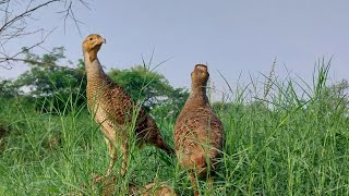 teetri hatching process started | Male female teetar together ❤️  | teetar k bachay kitnay