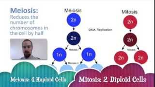 Biology 07-3 Meiosis