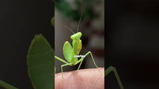 Amazing Grasshopper Facts You Won't Believe  #animals #creaturesfacts #dogbreed