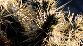 SILVER GOLDEN CHOLLA