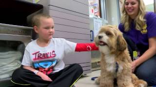 Therapy Dog Story