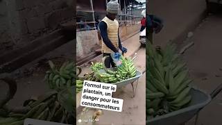 formol sur le plantain pour le faire mûrir rapidement c'est dangereux