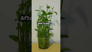 How ro grow kangkong #vegestable #plants #growingvegetable #shorts