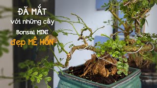 ĐÃ MẮT VỚI NHỮNG CÂY BONSAI MINI ĐẸP MÊ HỒN